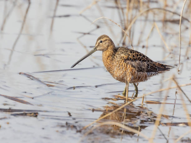 istock Male Short-billed Dowitcher in Breeding Plumage 1405316796