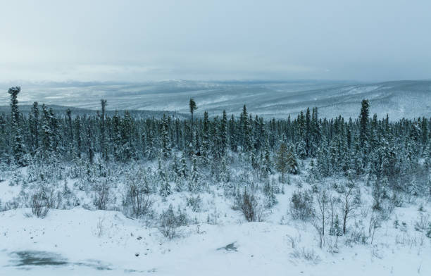 eagle plains yukon scenery w czerwcu - drivers point of view country road snowing blizzard zdjęcia i obrazy z banku zdjęć