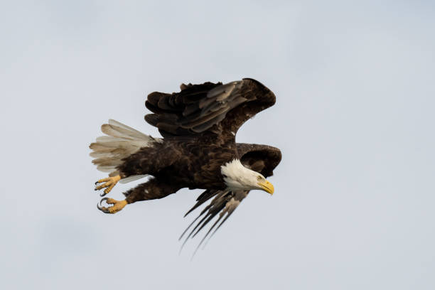 istock Adult Bald Eagle in Flight 1405317544