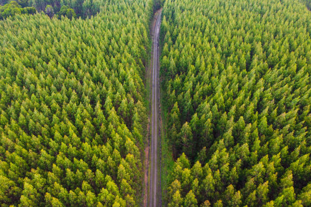 150+ Tree Farm From Above Stock Photos, Pictures & Royalty-Free Images ...