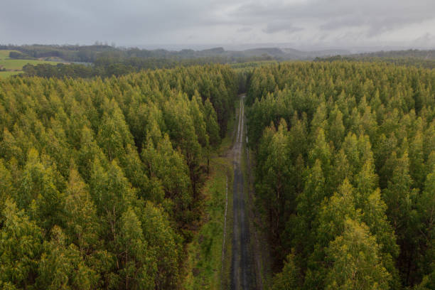 280+ Tree Farm From Above Stock Photos, Pictures & Royalty-Free Images ...