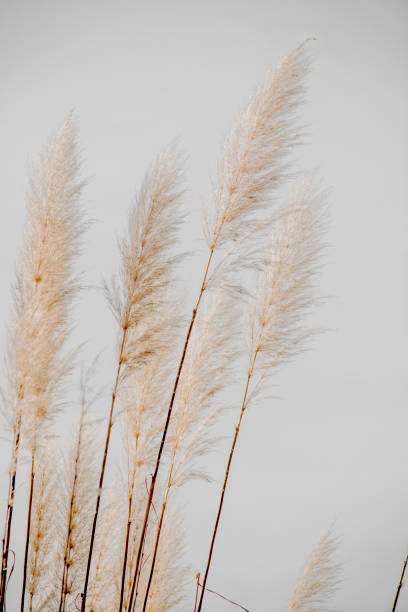 istock Cortaderas or grass of the pampas 1405321179