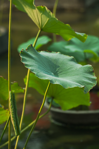 summer lotus leaf lotus