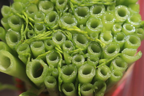 a bunch of kale that has been cut