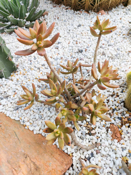 istock Sedeveria succulent plant 'Sedeveria Markus' 1405323162