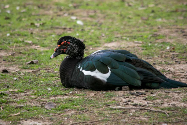 istock Close-up of a Cairina moschata duck 1405323927