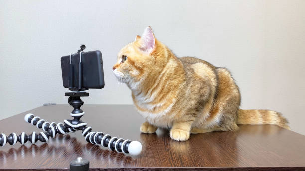 istock Ginger cat pet talking by phone, cat looking at smartphone 1405325849