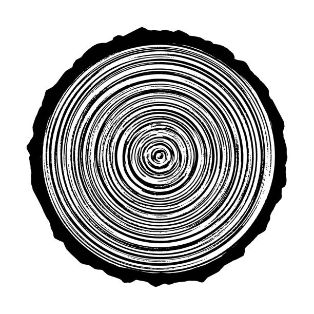 ilustraciones, imágenes clip art, dibujos animados e iconos de stock de corte de tronco, ilustración vectorial, patrón de anillos de árbol - tree ring