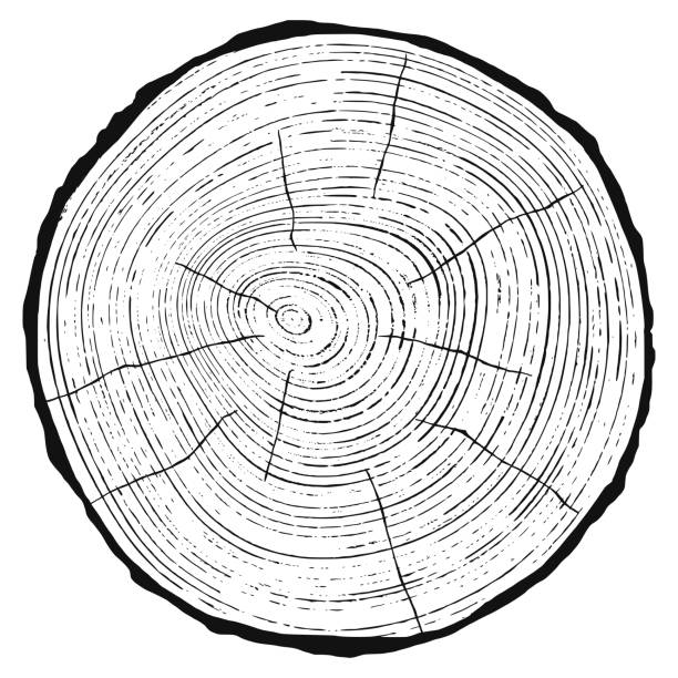 Tree Rings Clips Rt 580+ Tree Ring Graphic Stock Illustrations, Royalty-Free Vector ...