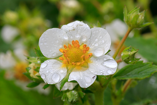 Blooming strawberry after rain in the spring garden