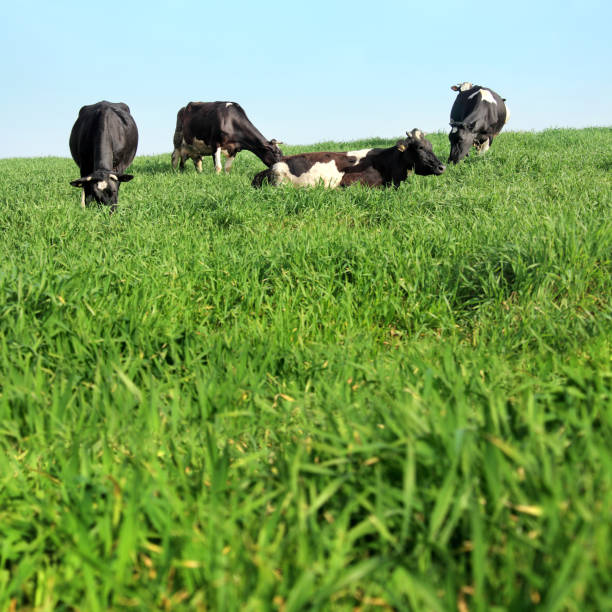istock Organic farm cattle on green countryside landscape 1405329073