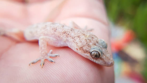 istock Close up macro of lizard head 1405331036