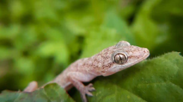 istock House gecko on green leaf macro 1405331044