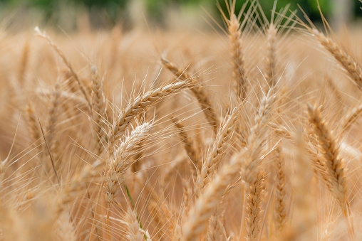 Close up of wheat stem in field during a sunny day