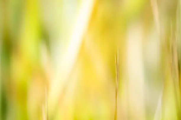 Nature wetland abstract in yellow and green