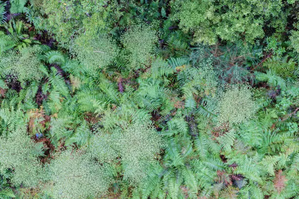 Natural background aerial view New Zealand rain forest of West Coast, New Zealand.