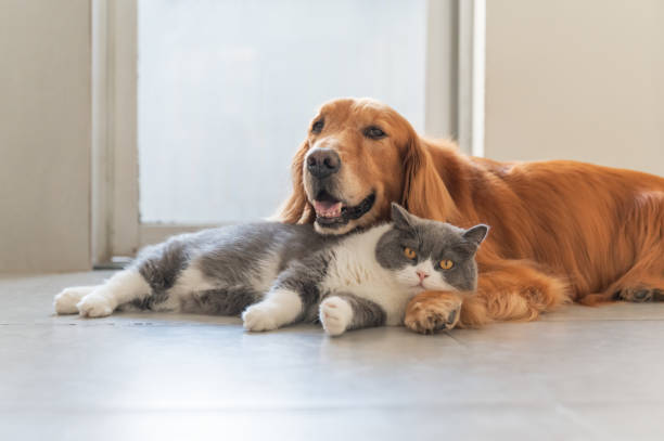 istock Golden Retriever and British Shorthair are friendly 1405334155