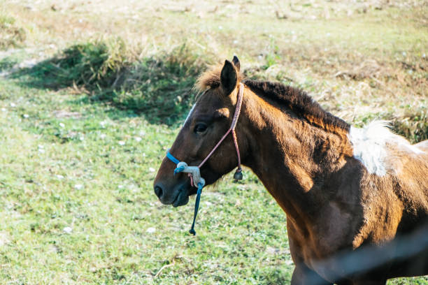 istock Horse on the nature 1405334191