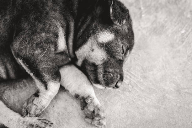 Small puppy dog sleeping on the street with copy space. Monochrome tones