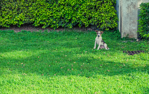Cute dog sitting on grass in the countryside.