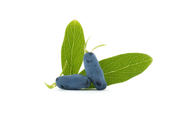 Honeyberry (Lonicera caerulea) with fresh green leaves common names blue honeysuckle, sweetberry honeysuckle, fly honeysuckle, blue-berried honeysuckle