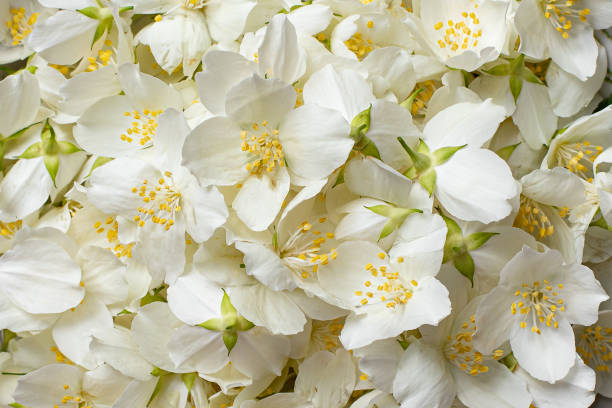 istock Jasmine flower in a rustic bowl. 1405338282