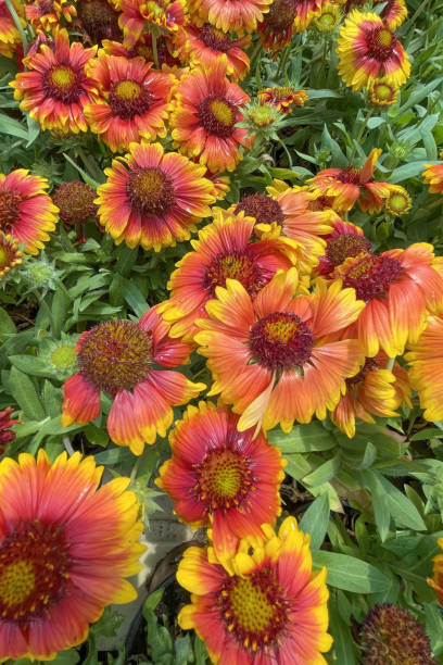 istock Gaillardia, common name blanket flower 1405338319