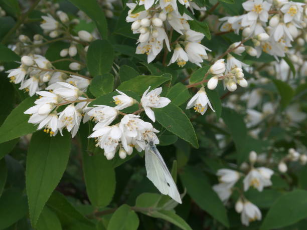 istock White butterflies perching on Slender deutzia 1405338977