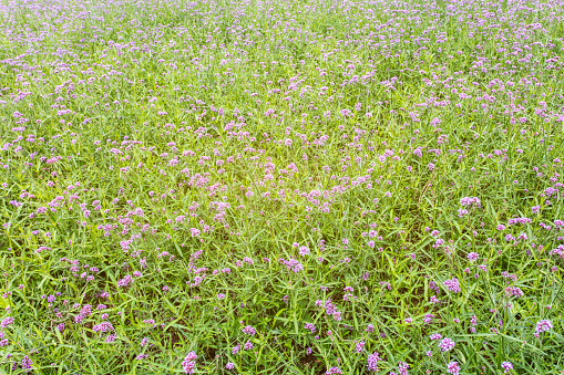 Green field with Purple flowers