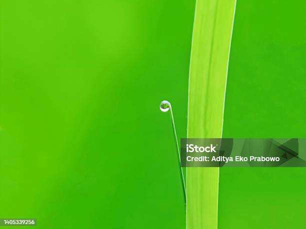 Dew Point On A Grass Stock Photo - Download Image Now - Backgrounds, Beauty, Botany