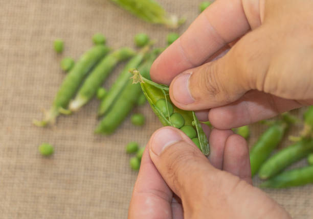 primer plano de manos masculinas trillando guisantes verdes frescos - espacio de copia - trilla fotografías e imágenes de stock