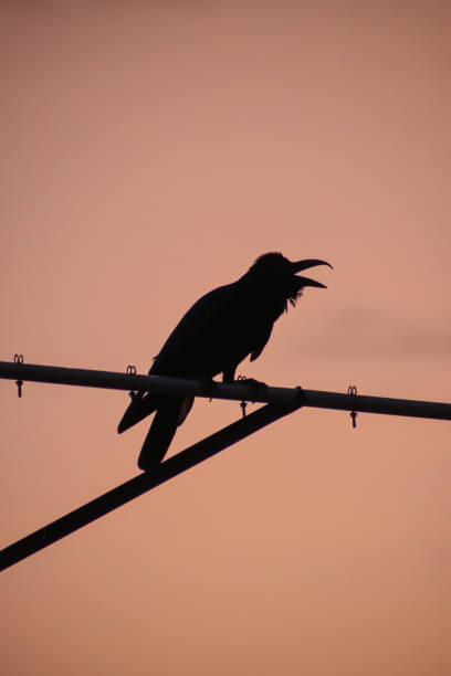 istock Bird sitting on an antenna 1405341082