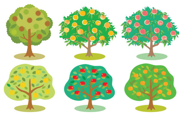 illustrations, cliparts, dessins animés et icônes de illustration de l’arbre fruitier. - chestnut tree leaf tree white background