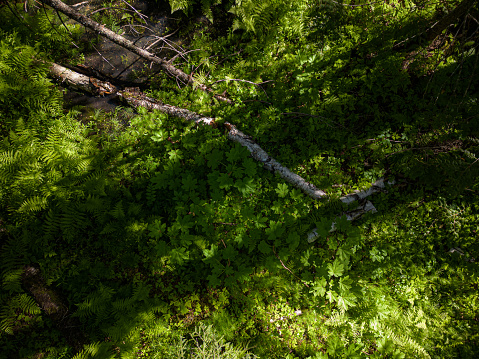 Forest floor from above.