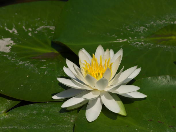 istock White water lily flowers blooming in the pond 1405343708