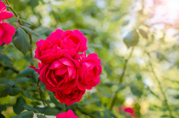 istock The bud of a bushy red rose. Spring background 1405344710