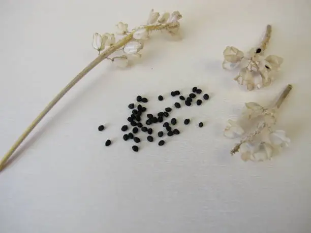 Black seeds from the grape hyacinth, Muscari armeniacum - Black seeds of the Armenian grape hyacinth