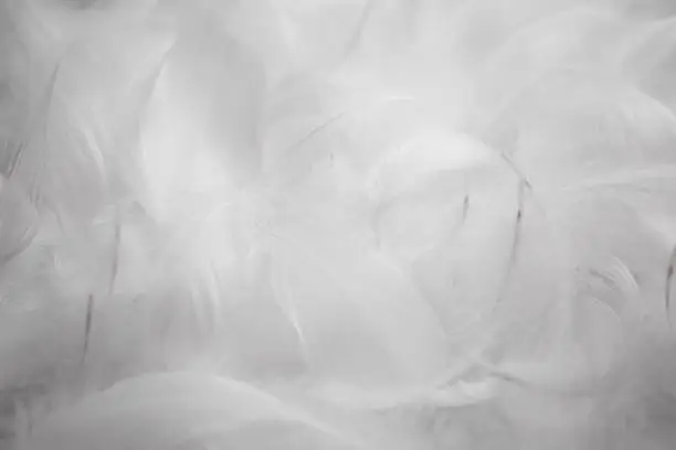 White Fluffly Feathers Texture Background