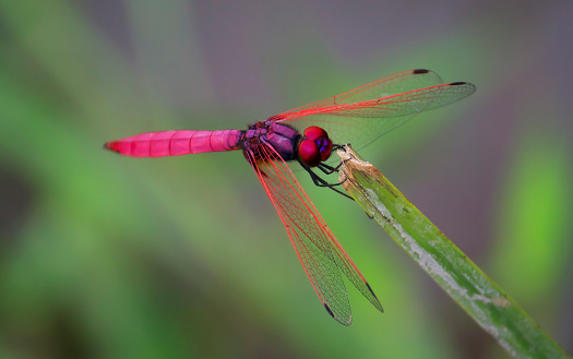 Red Dragonfly resting on a branch