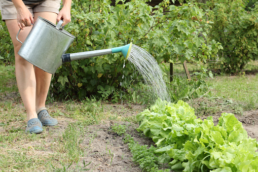 a gardener waters the beds with green salad and parsley from a watering can