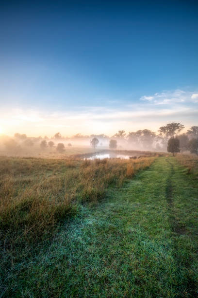Grazing farmland in Central Victoria on a foggy winters morning
