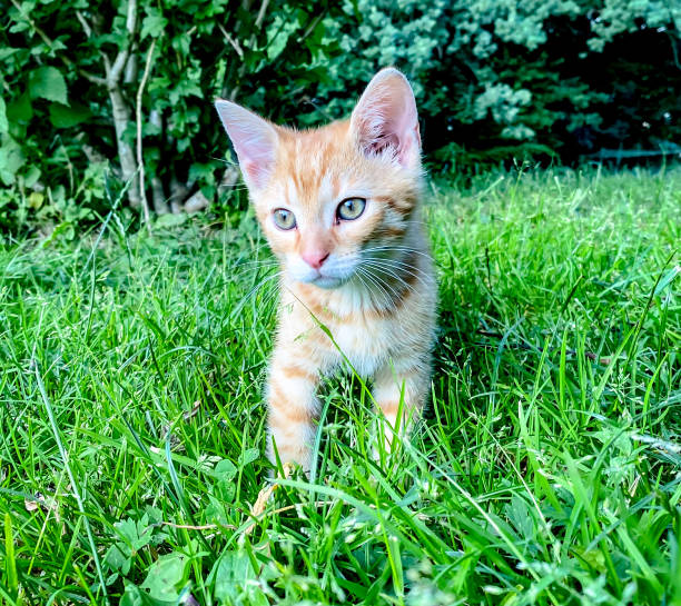 istock Adorable playful ginger fluffy kitten in the grass in sunny day 1405350537