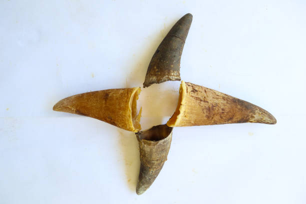 Head cow / buffalo skull with horns on white brick background