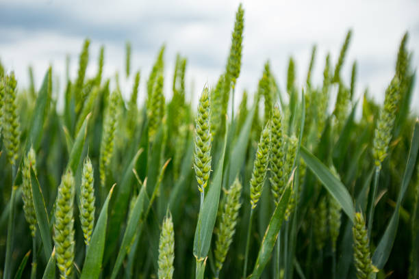 istock green wheat field and blue sky 1405352833