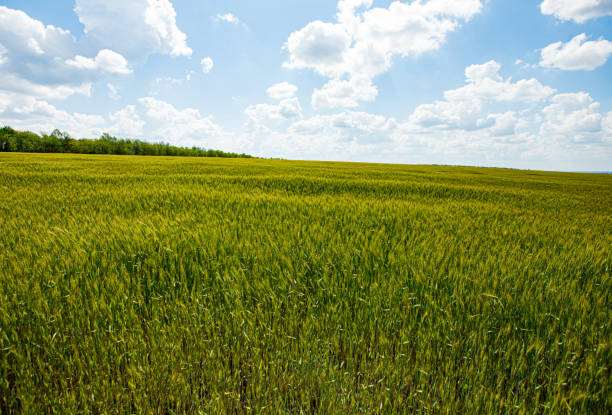 istock green wheat field and blue sky 1405352836
