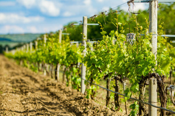 istock vineyard in region, view, landscape 1405352852