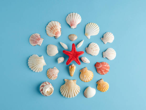 istock Red starfish surrounded by assorted seashells on blue background. Summer holiday or vacation 1405354557
