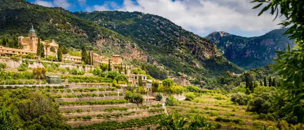 Sight over the valley of Valldemossa at Mallorca with terraced groves and the towers of monastery church Iglesia de la Cartuja, palace Palau del Rei Sanc and church Sant Bartomeu from left to right.