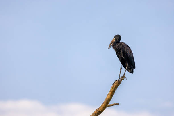 African openbill stork, anastomus lamelligerus,, perched in a dead tree against summer sky background. Queen Elizabeth National Park, Uganda. African openbill stork, anastomus lamelligerus,, perched in a dead tree against summer sky background. Queen Elizabeth National Park, Uganda. Space for text. african openbill anastomus lamelligerus stock pictures, royalty-free photos & images