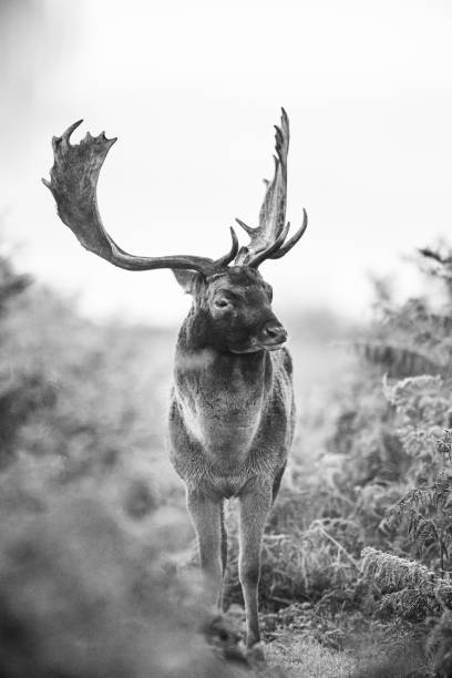 istock Fallow Deer stag looking at rivals during the annual rut 1405355718